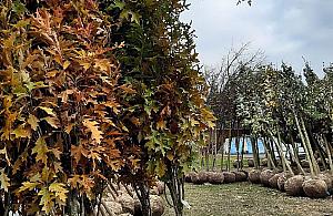 Ponad 200 drzew dla Bielan. Ruszyła akcja sadzenia