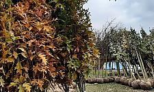 Ponad 200 drzew dla Bielan. Ruszyła akcja sadzenia