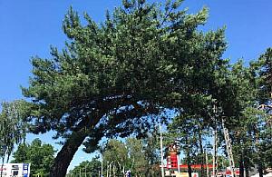 Czy falenicka sosna to zagrożenie? Sprzeczne opinie ekspertów