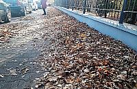 Warszawskie chodniki toną w liściach. Winna nowa polityka Zarządu Zieleni