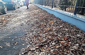 Warszawskie chodniki toną w liściach. Winna nowa polityka Zarządu Zieleni