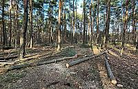 Wycinka w Lesie Matki Mojej. Leśnicy miejscy: "Dbamy o drzewostan"