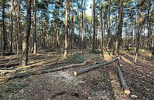 Wycinka w Lesie Matki Mojej. Leśnicy miejscy: "Dbamy o drzewostan"