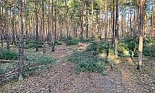 Wycinka w Lesie Matki Mojej. Leśnicy miejscy: "Dbamy o drzewostan"