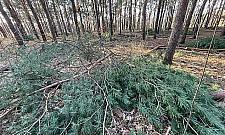 Wycinka w Lesie Matki Mojej. Leśnicy miejscy: "Dbamy o drzewostan"