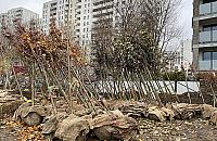 Budowa metra dobiega końca. Na Górczewskiej sadzą drzewa