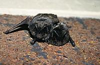 Spadł z drzewa w Ogrodzie Saskim. Pomogli świadkowie