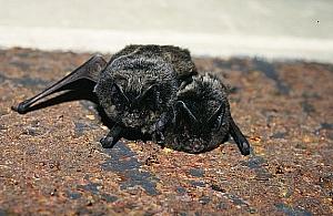 Spadł z drzewa w Ogrodzie Saskim. Pomogli świadkowie