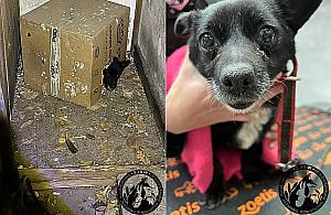 Suczka z Radości jadła z głodu karton. "Takiego dramatu nie widzieliśmy nigdy"