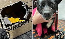 Suczka z Radości jadła z głodu karton. "Takiego dramatu nie widzieliśmy nigdy"