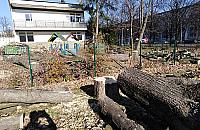 Na Bródnie tną okazałe drzewa. Jaki jest powód?