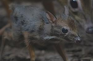 W warszawskim zoo urodził się myszojeleń