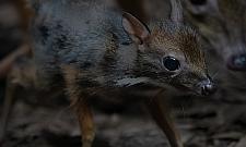 W warszawskim zoo urodził się myszojeleń