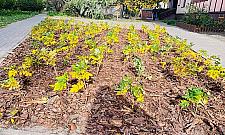 Mniej betonu, więcej zieleni. "Zazieleńmy wolskie osiedla"