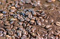 "Fusy po kawie idealne do posypywania chodników". Minął rok, wszyscy zapomnieli