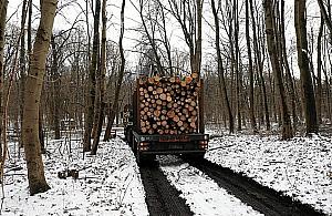 Duża wycinka w Lesie Bielańskim. "Ograniczamy obecność robinii akacjowej"