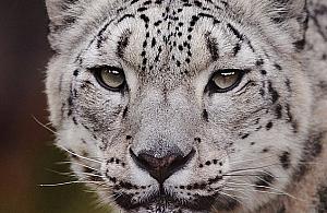 Warszawskie ZOO straciło samicę irbisa