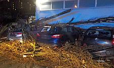 Wichura powaliła olbrzymie drzewo. Pięć samochodów zniszczonych