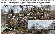 Cmentarz Bródnowski po wichurze: powalone drzewa, zniszczone nagrobki