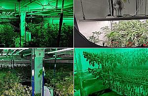 Uprawa konopi w Warszawie. Ponad 500 krzewów, 19 kg suszu