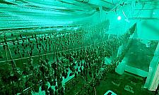 Uprawa konopi w Warszawie. Ponad 500 krzewów, 19 kg suszu