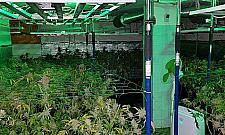 Uprawa konopi w Warszawie. Ponad 500 krzewów, 19 kg suszu