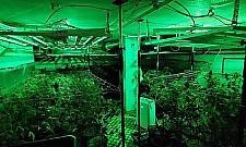 Uprawa konopi w Warszawie. Ponad 500 krzewów, 19 kg suszu