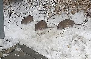 Szczury grasują po Słodowcu. Co robią urzędnicy?