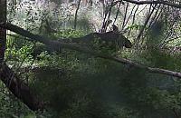 Łosiowe Błota: kraina zwierząt i... spałowanych drzew. Co to znaczy?