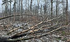 Łosiowe Błota: kraina zwierząt i... spałowanych drzew. Co to znaczy?