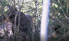 Łosiowe Błota: kraina zwierząt i... spałowanych drzew. Co to znaczy?