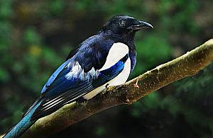 Jedna sroka blokuje inwestycję. Nowy park na Tarchominie opóźniony