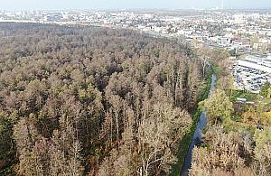 Zabudowa czy przyroda? Jaka jest przyszłość Zakola Wawerskiego?