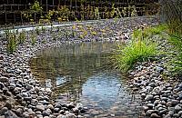 Nowy pomysł dla Bielan: ogrody deszczowe