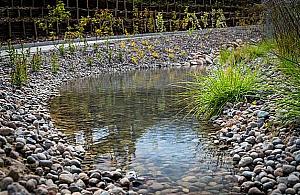 Nowy pomysł dla Bielan: ogrody deszczowe