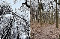 Rusza wycinka w Lesie Lindego. Lasy Miejskie wyjaśniają