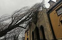 Drzewo przewrócone na pałacyk Szustra. Straż pożarna nie dała rady