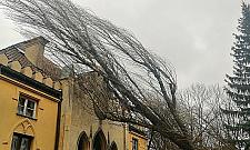 Drzewo przewrócone na pałacyk Szustra. Straż pożarna nie dała rady