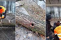 Nietoperze uwięzione w dziupli powalonego drzewa. Interweniowała straż miejska