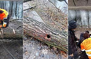 Nietoperze uwięzione w dziupli powalonego drzewa. Interweniowała straż miejska