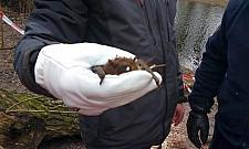 Nietoperze uwięzione w dziupli powalonego drzewa. Interweniowała straż miejska