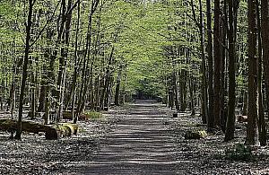 Las Kabacki już otwarty. Za wstęp groził... areszt