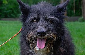 Zwierzęta z Ukrainy trafiają do Warszawy. Schronisko w gotowości