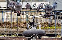 Zdemontowali wypożyczalnię Veturilo. "Przegraliśmy z gołębiami"