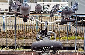 Zdemontowali wypożyczalnię Veturilo. "Przegraliśmy z gołębiami"