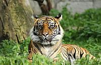 Warszawskie ZOO straci�o tygrysic�