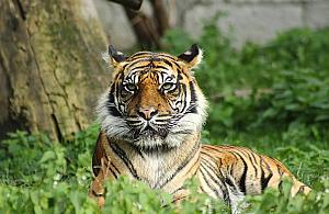 Warszawskie ZOO straciło tygrysicę