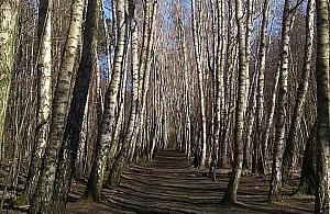 Leśnicy podają przepis na sok z brzozy, ale... za zrobienie go grozi mandat
