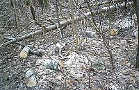 Pociął powalone drzewo i chciał zabrać drewno. Dostał zarzut kradzieży