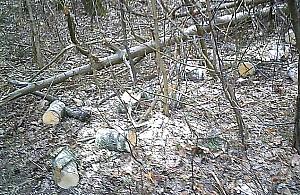 Pociął powalone drzewo i chciał zabrać drewno. Dostał zarzut kradzieży